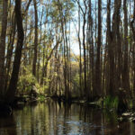 St. Marks River Preserve State Park